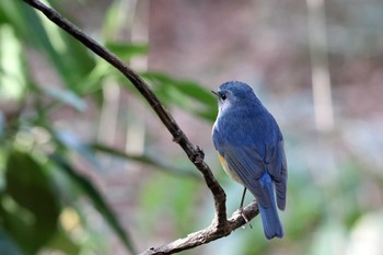 Red-flanked Bluetail Meiji Jingu(Meiji Shrine) Thu, 1/19/2017