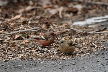 2021年2月26日(金) 早戸川林道の野鳥観察記録