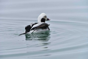 Long-tailed Duck 霧多布漁港 Tue, 2/23/2016