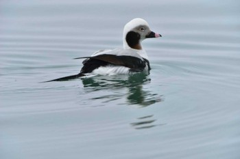 Long-tailed Duck 霧多布漁港 Tue, 2/23/2016