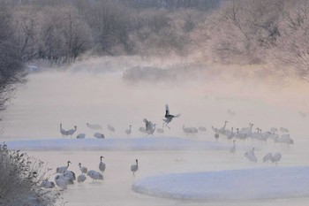 タンチョウ 音羽橋 2016年2月23日(火)