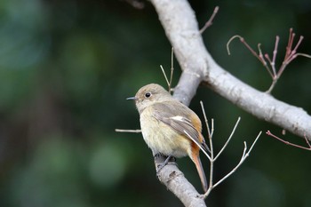 Daurian Redstart Meiji Jingu(Meiji Shrine) Thu, 1/19/2017