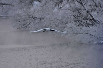 タンチョウ 音羽橋 2016年2月23日(火)