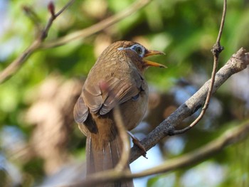 Sun, 2/21/2021 Birding report at Akigase Park