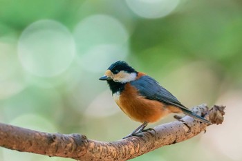 Varied Tit 山口県下関市 Sun, 2/21/2021