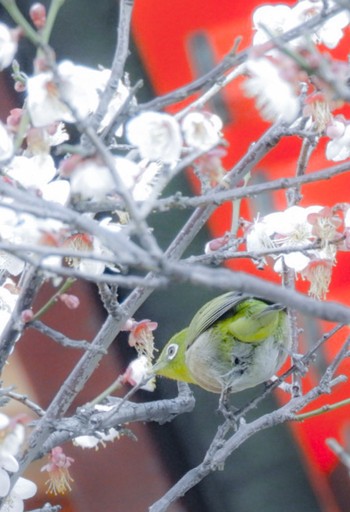 Warbling White-eye 綱引天満宮 Sun, 2/21/2021