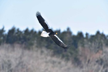 Steller's Sea Eagle 風連湖 Wed, 2/24/2016