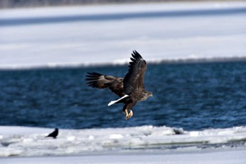 White-tailed Eagle 風連湖 Wed, 2/24/2016