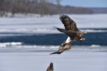 White-tailed Eagle 風連湖 Wed, 2/24/2016