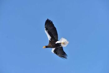 Steller's Sea Eagle 風連湖 Wed, 2/24/2016