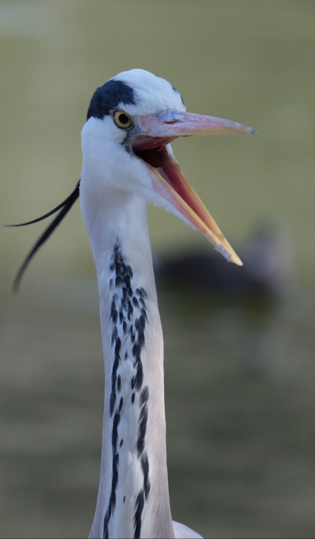 明石公園 アオサギの写真 by 謎の日本人