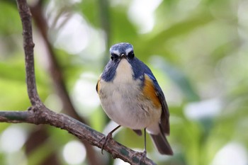 Red-flanked Bluetail Meiji Jingu(Meiji Shrine) Thu, 1/19/2017