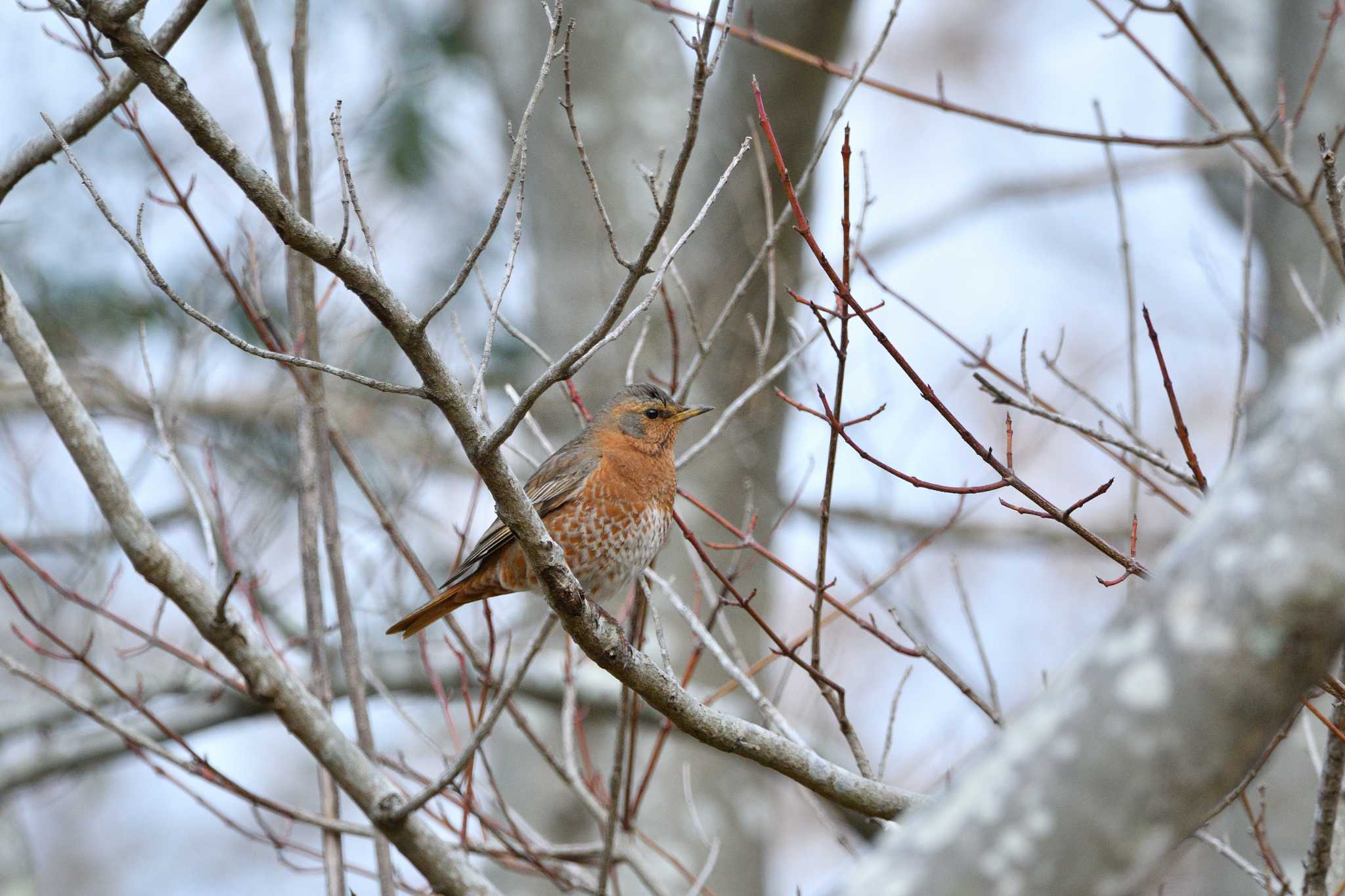 Naumann's Thrush