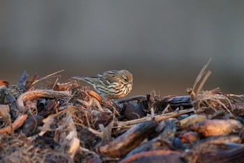 Meadow Pipit 岡山県 Sun, 2/21/2021