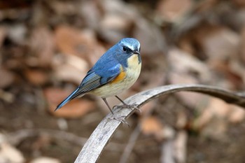 Red-flanked Bluetail Meiji Jingu(Meiji Shrine) Thu, 1/19/2017