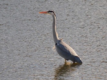 アオサギ 大沼親水公園 2021年2月3日(水)