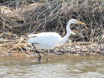 ダイサギ 大沼親水公園 2021年2月3日(水)