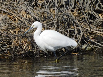 Wed, 2/3/2021 Birding report at 大沼親水公園