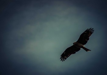 Black Kite 橿原神宮 Mon, 1/18/2016