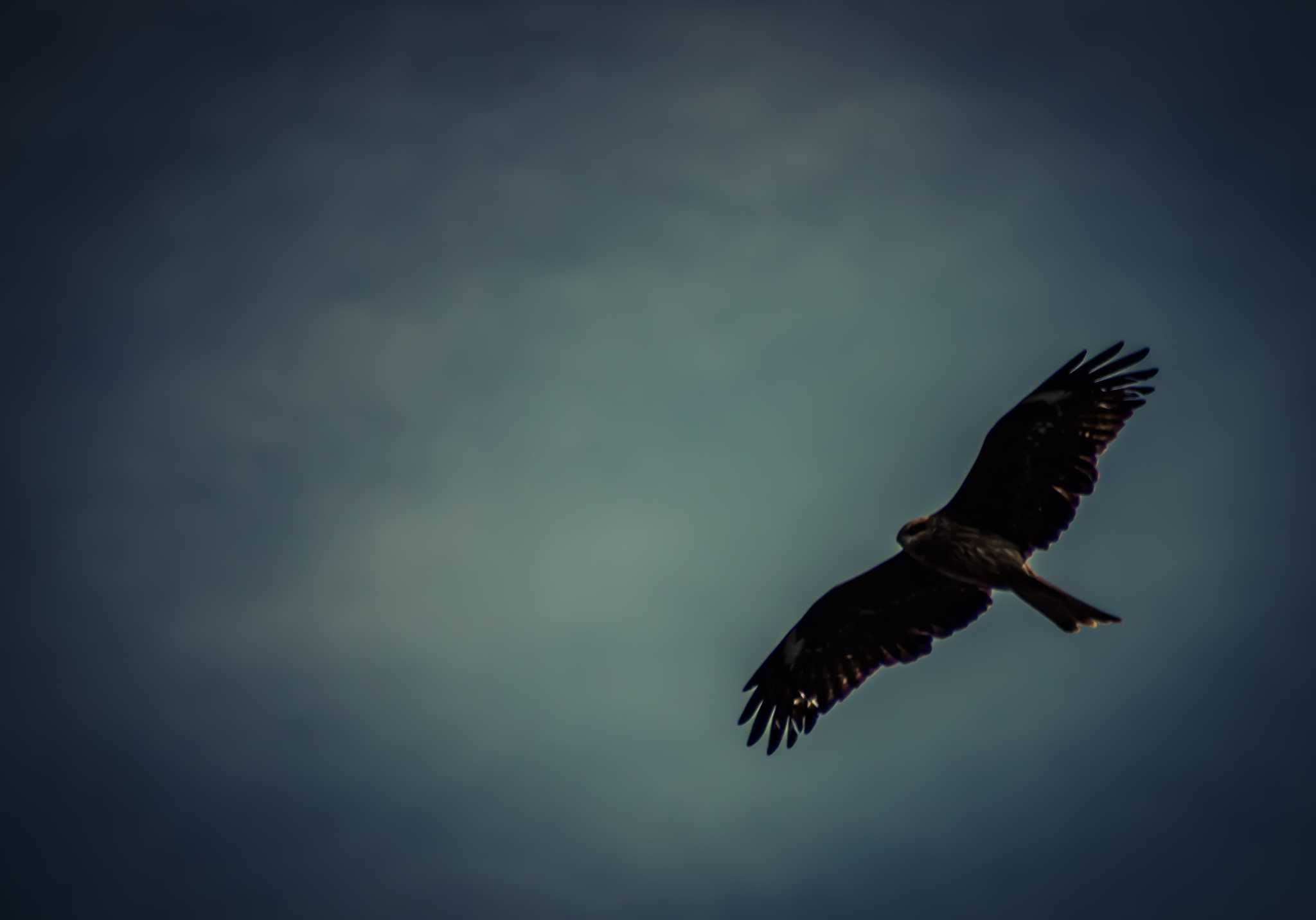 Black Kite