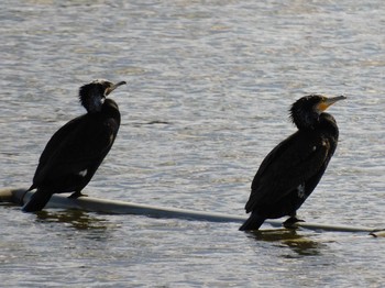 カワウ 大沼親水公園 2021年2月3日(水)