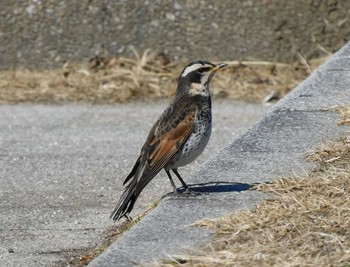 ツグミ 大沼親水公園 2021年2月3日(水)