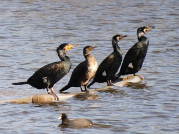 カワウ 大沼親水公園 2021年2月5日(金)