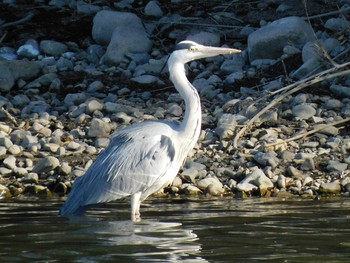 アオサギ 大沼親水公園 2021年2月5日(金)