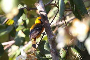 Orange Oriole Vigia Chico(Mexico) Tue, 1/9/2018