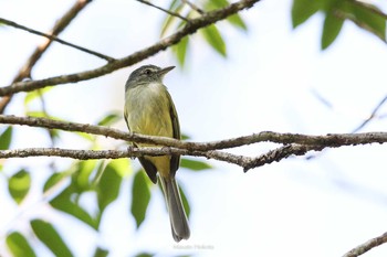 Yellow-olive Flatbill Coba Ruins Thu, 1/11/2018