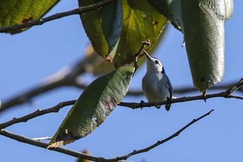 Tropical Gnatcatcher