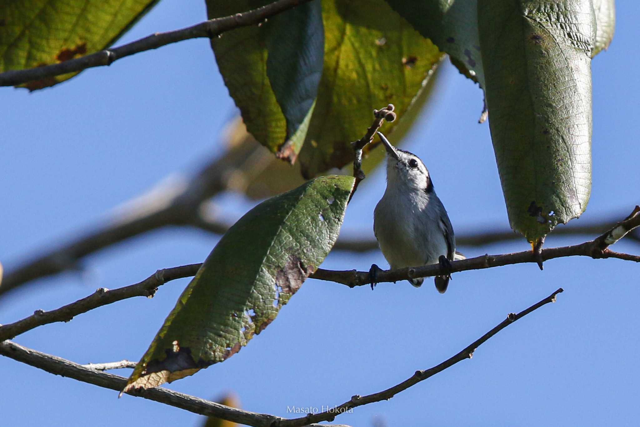 Photo of Tropical Gnatcatcher at Vigia Chico(Mexico) by Trio