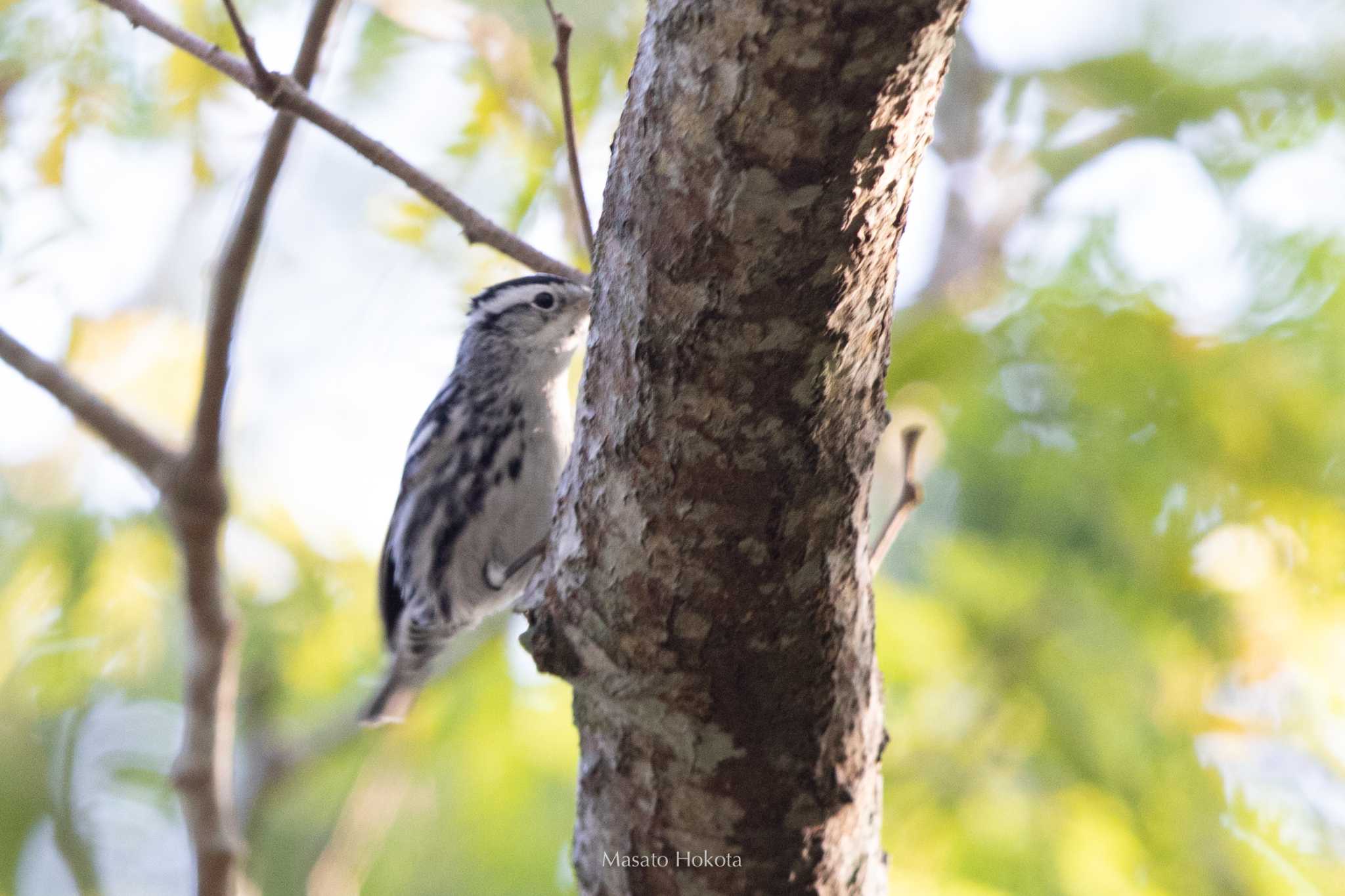 Photo of Black-and-white Warbler at Muyil Ruins by Trio