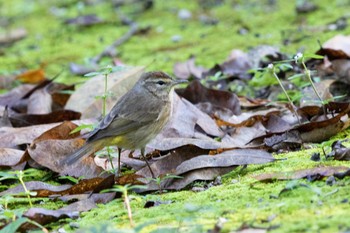 Palm Warbler Muyil Ruins Wed, 1/10/2018