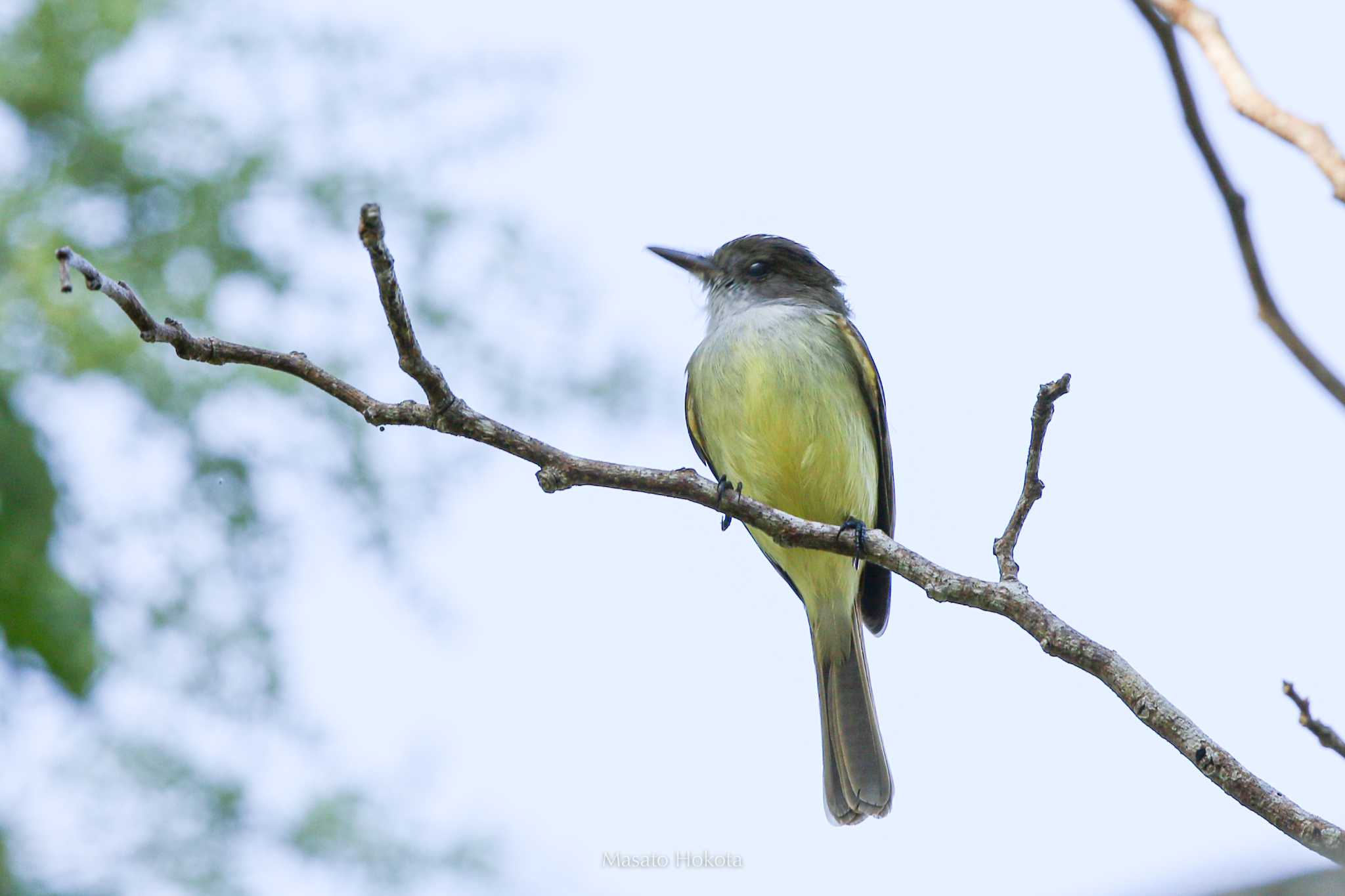 Photo of Dusky-capped Flycatcher at Muyil Ruins by Trio