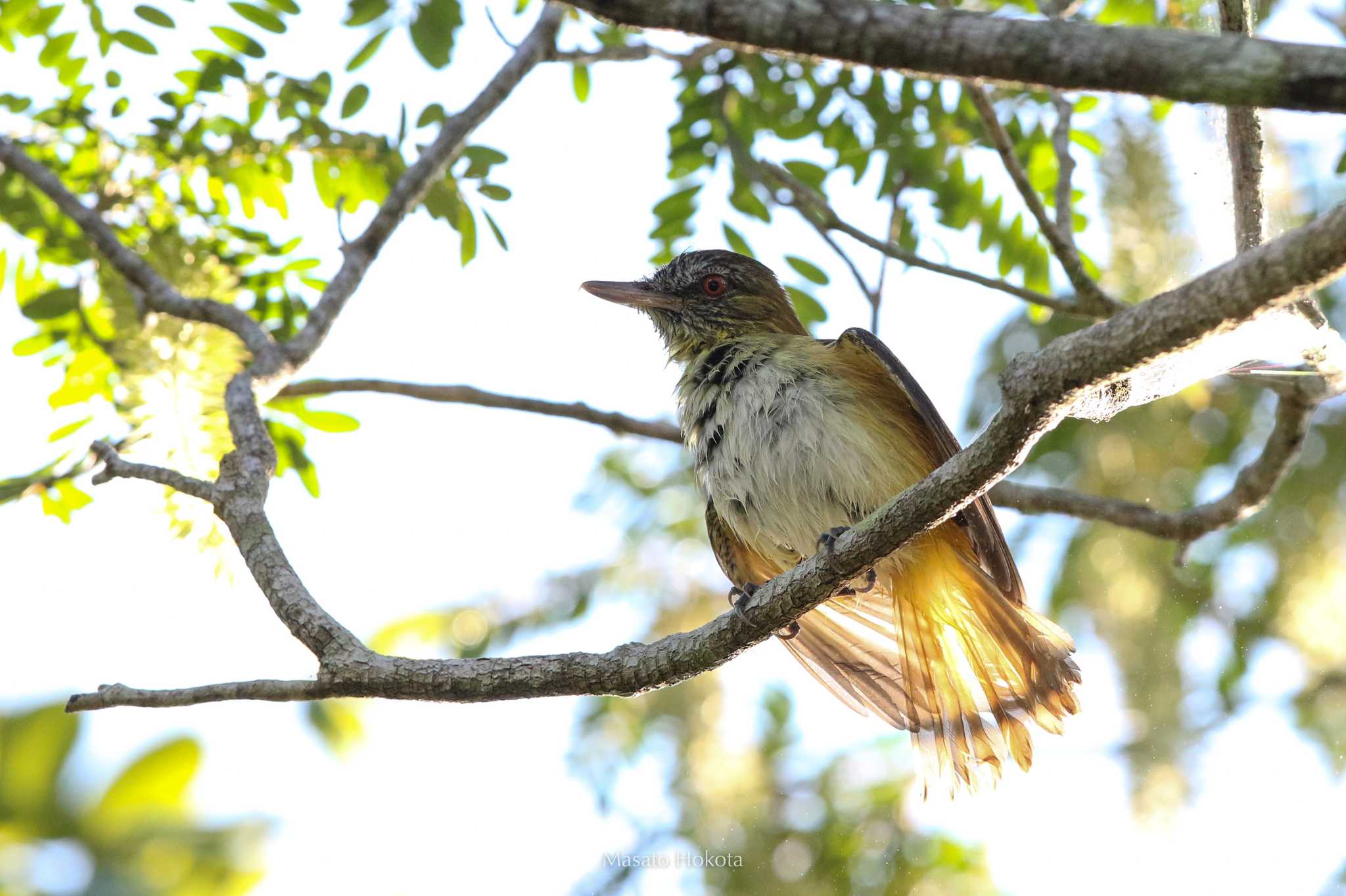 Photo of Bright-rumped Attila at Coba Ruins by Trio