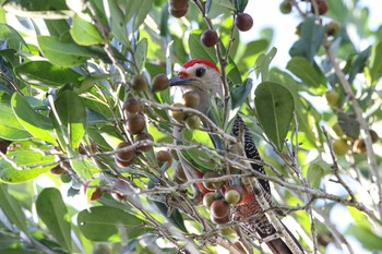 Golden-fronted Woodpecker Coba Ruins Thu, 1/11/2018