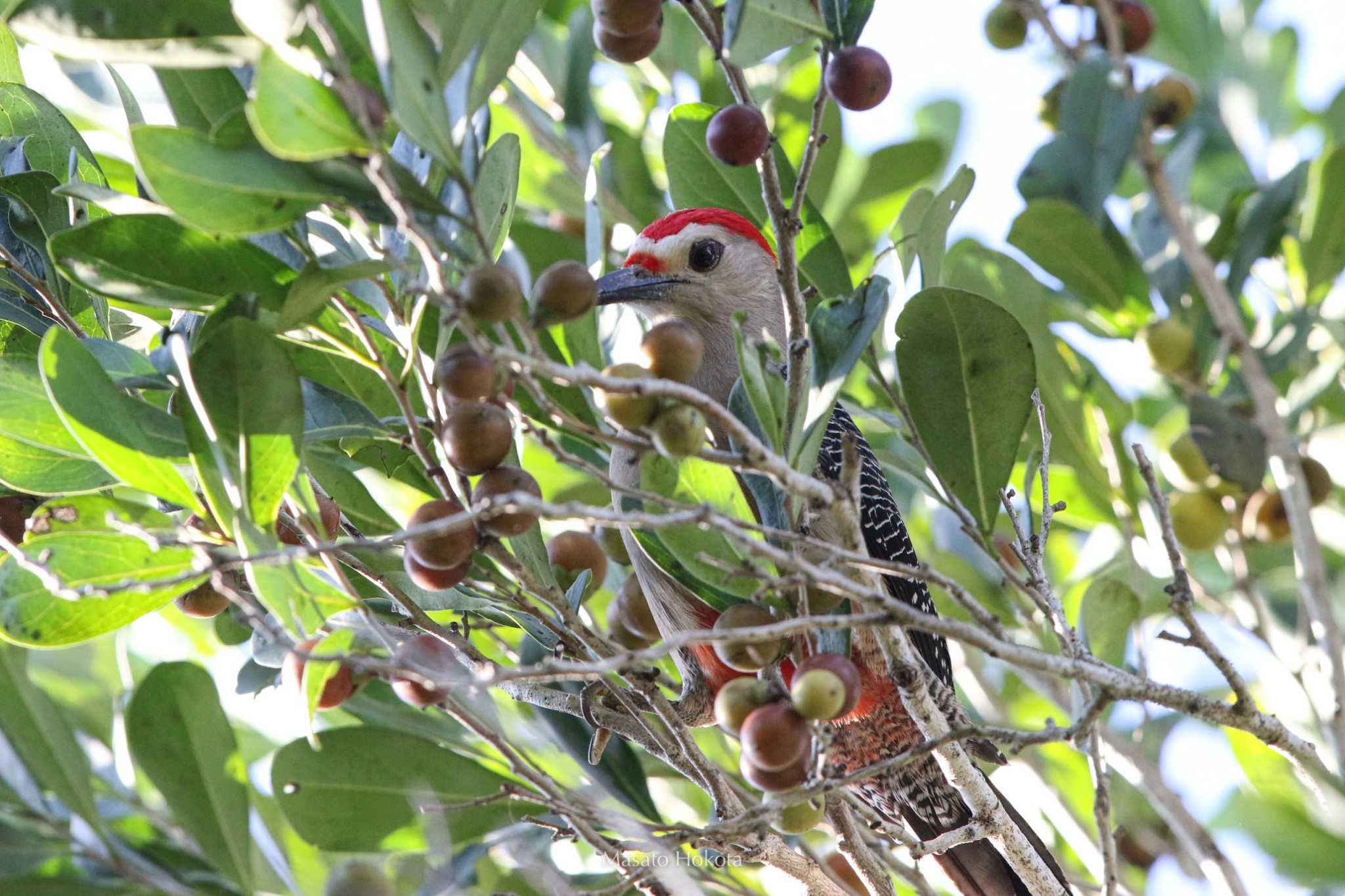 Photo of Golden-fronted Woodpecker at Coba Ruins by Trio