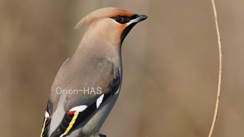 Bohemian Waxwing 東京都多摩地域 Wed, 2/24/2021