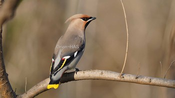 Bohemian Waxwing 東京都多摩地域 Wed, 2/24/2021