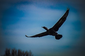 Great Cormorant 橿原神宮 Mon, 1/18/2016