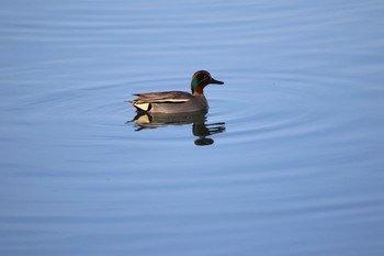 Fri, 2/5/2021 Birding report at 紀ノ川