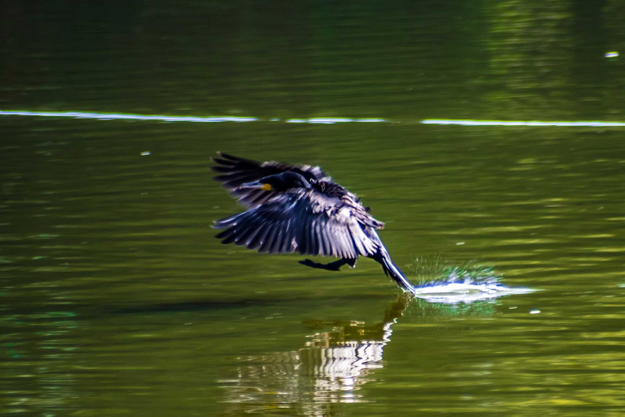 橿原神宮 カワウの写真 by tatsuya