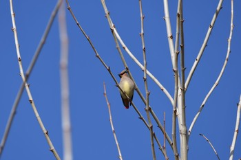 2021年2月9日(火) 万博記念公園の野鳥観察記録