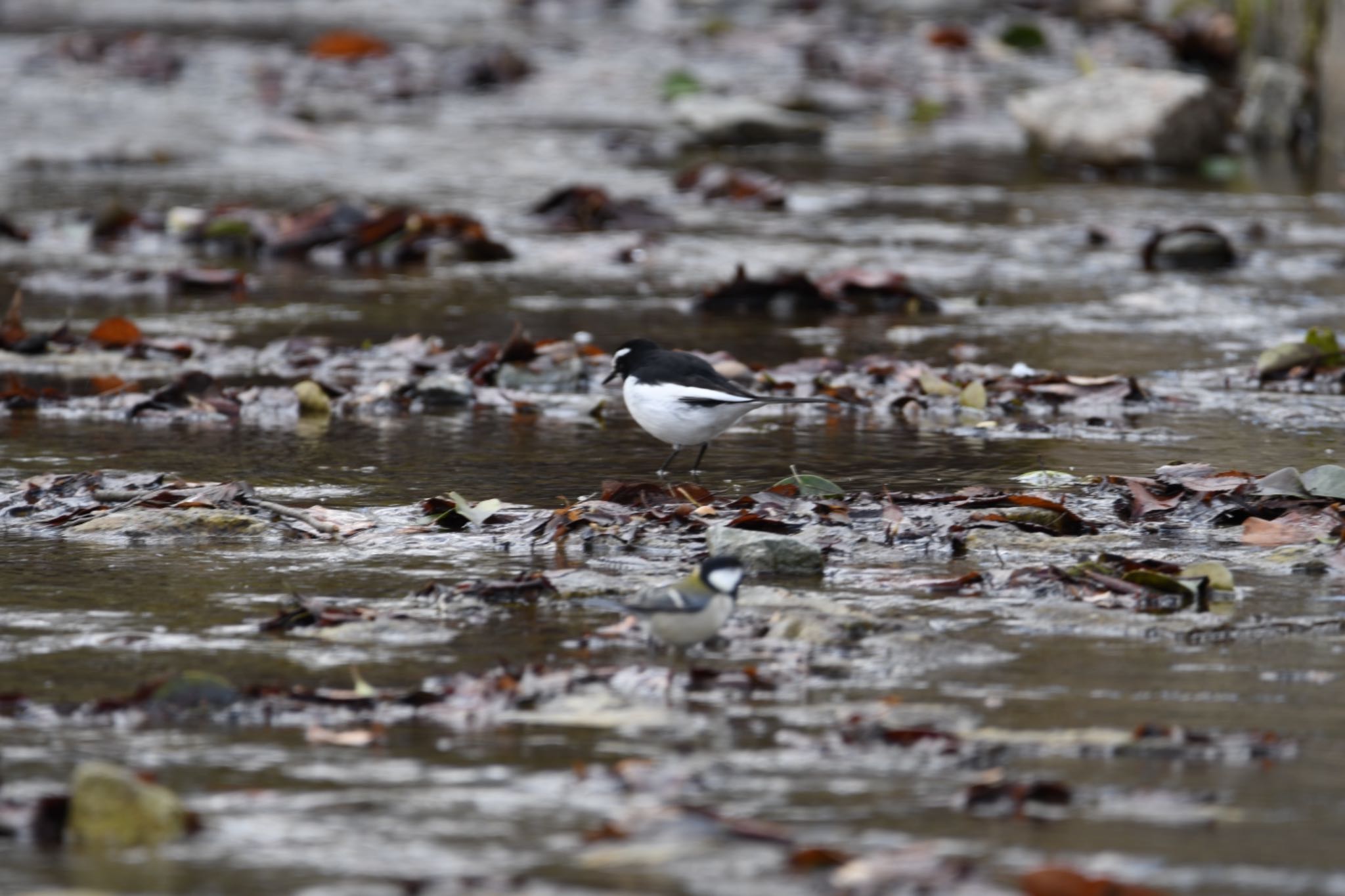 Japanese Wagtail