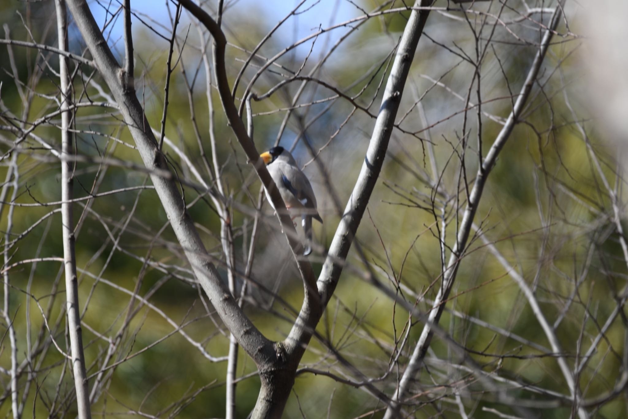 Japanese Grosbeak