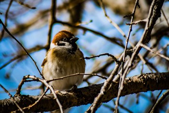 2016年1月18日(月) 橿原神宮の野鳥観察記録