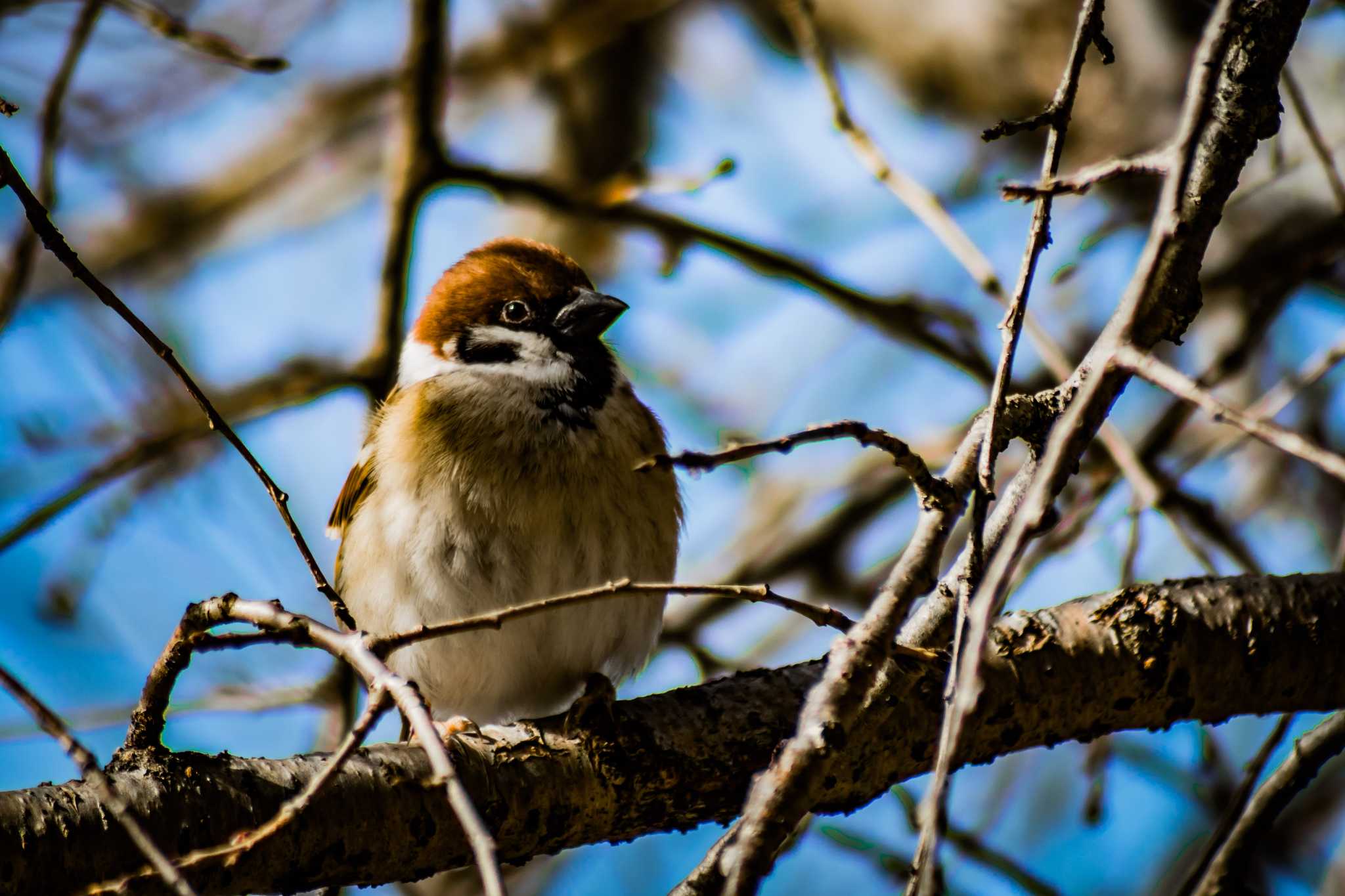 Eurasian Tree Sparrow