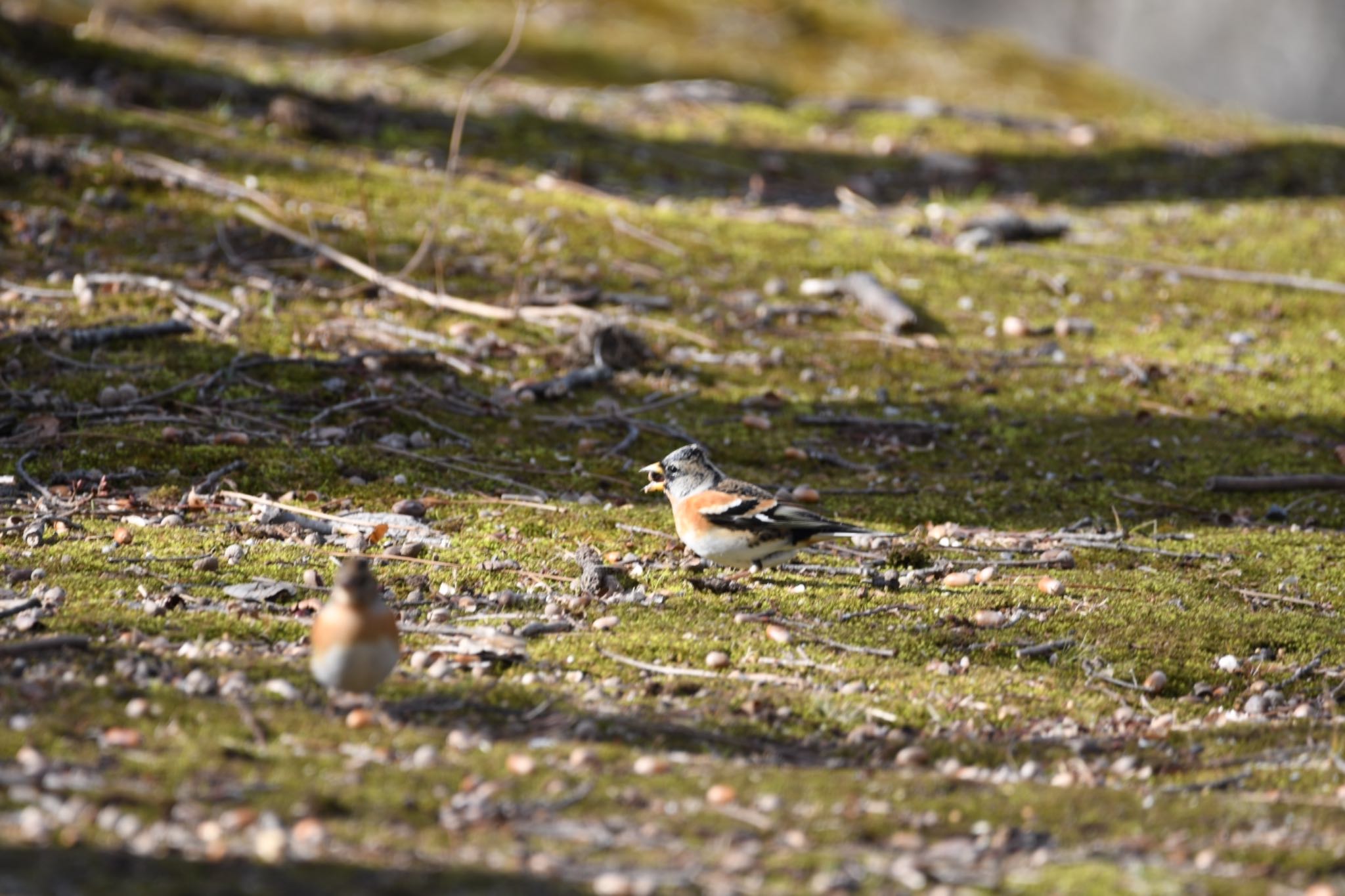 Brambling