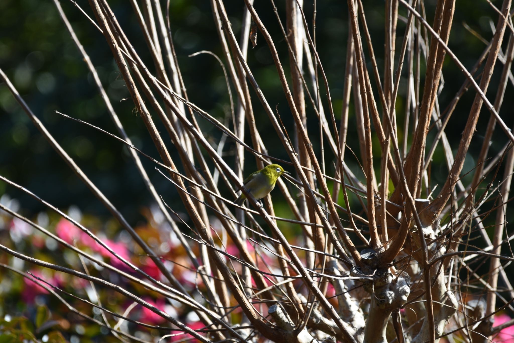 Warbling White-eye